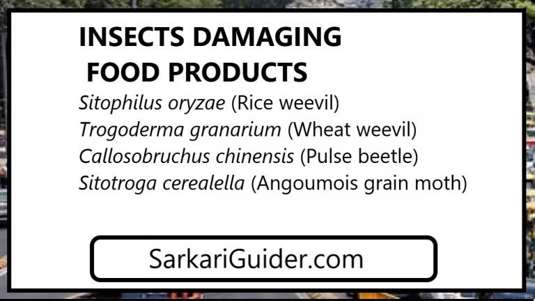 INSECTS DAMAGING FOOD PRODUCTS