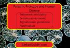 Parasitic Protozoa and Human Disease