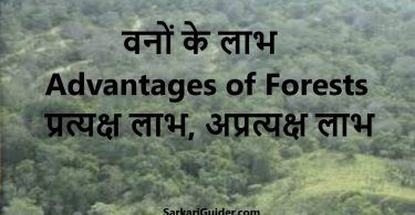 Advantages of Forests