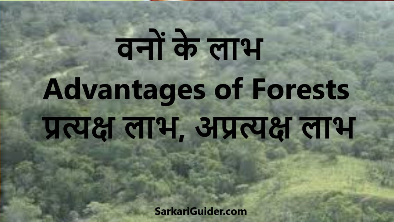 Advantages of Forests