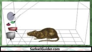 स्किनर बाक्स मे एक चूहा